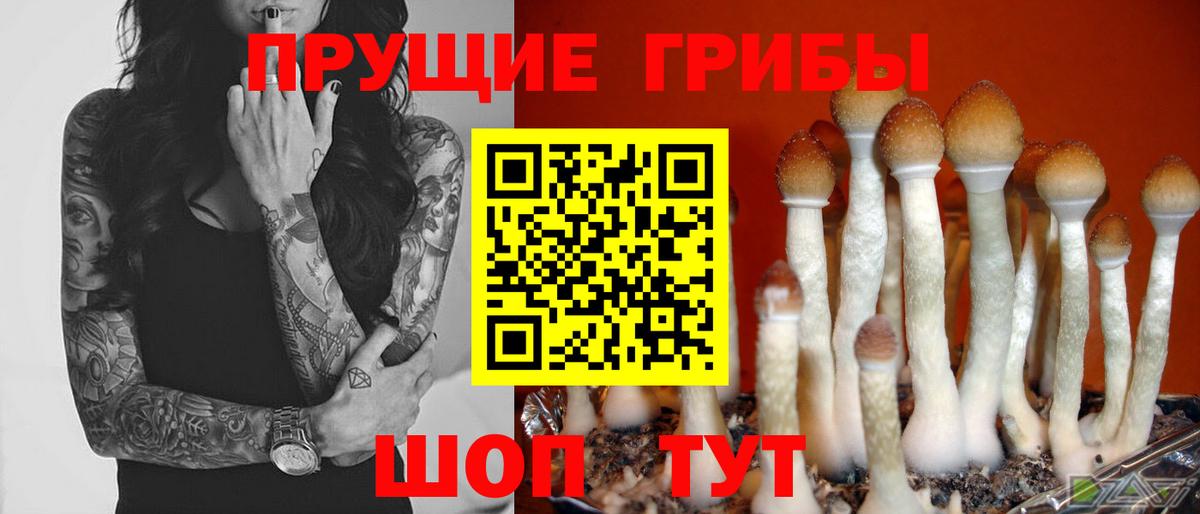Псилоцибиновые грибы Psilocybe Сафоново